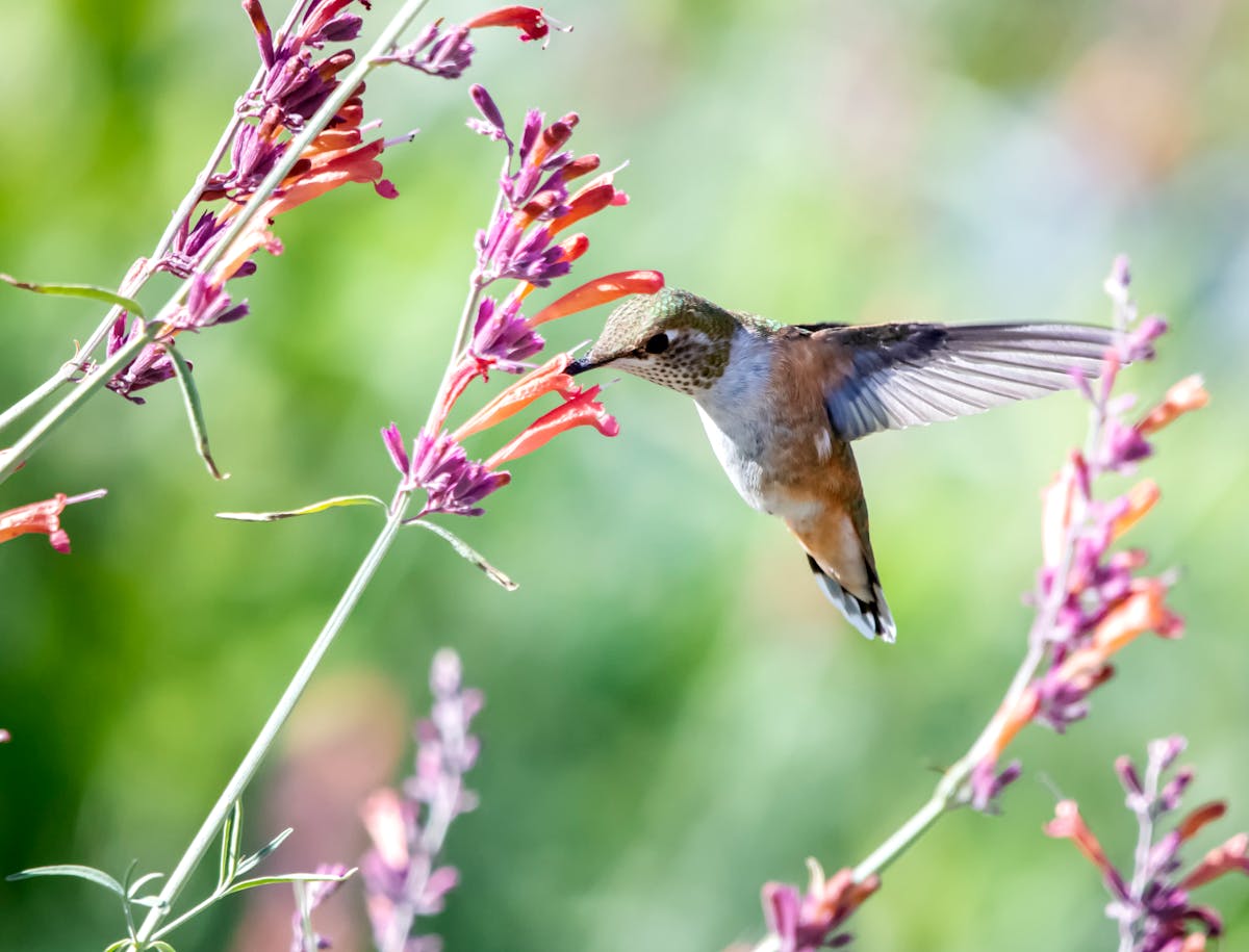 Right Ratio for Hummingbird Nectar